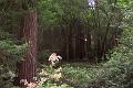 Murray Wood 2